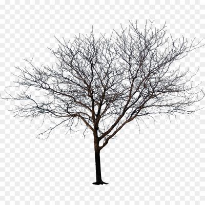 Tree-No-Leaves-Transparent-Images-Z6CKPVNQ.png