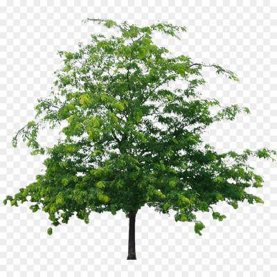 Tree-PNG-File-Pngsource-UQX94EHD.png