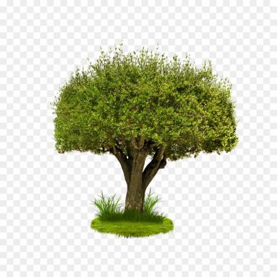 Tree-PNG-Image-Pngsource-VDD0J394.png