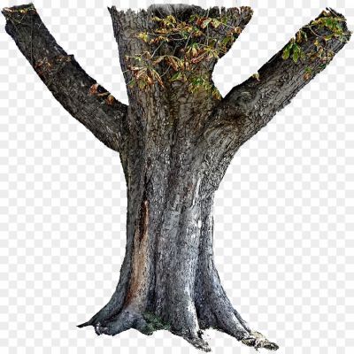 Tree-Trunk-PNG-HD-Pngsource-SALHJP49.png