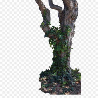 Tree-Trunk-PNG-Photos-Pngsource-C3645ESE.png