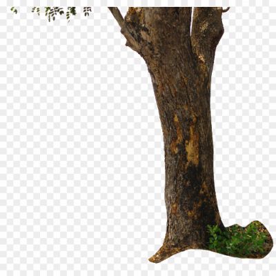 Tree-Trunk-PNG-Transparent-Picture-Pngsource-WF4MFEL3.png