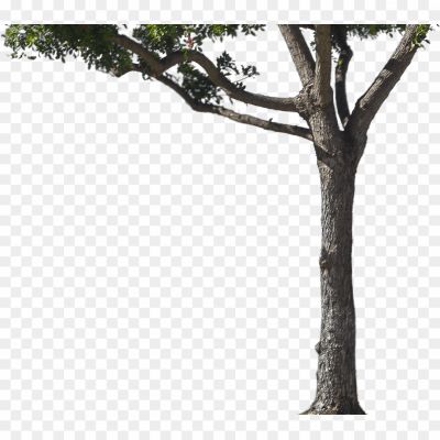 Tree-Trunk-Transparent-PNG-Pngsource-Y4ES3XTF.png