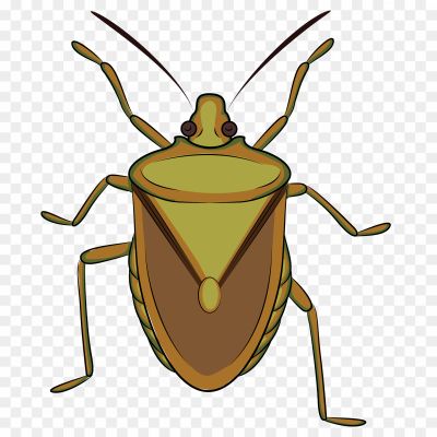 True-Bug-Download-Free-PNG-TCPY3VLJ.png