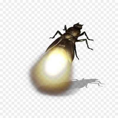 True-Bug-PNG-HD-Quality-C8QXSRI1.png