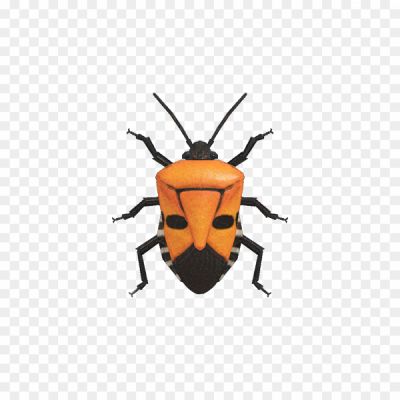 True-Bug-Vector-PNG-Clipart-Background-POO72D4H.png