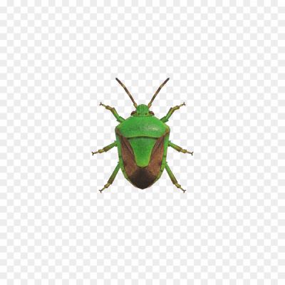 True-Bug-Vector-PNG-HD-Quality-VTLMKSRZ.png