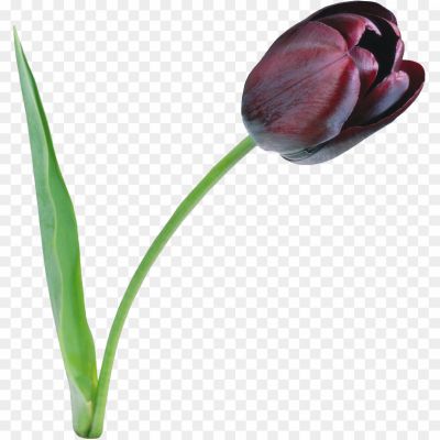 Tulip-PNG-File-1YGDDL0Z.png