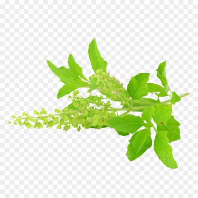 Tulsi plant png _T802830TIO203.png