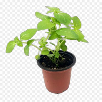 Tulsi, Holy Basil, Medicinal Herb, Sacred Plant, Aromatic Leaves, Ayurvedic Remedies, Religious Significance, Tea Infusions, Health Benefits, Worship And Rituals
