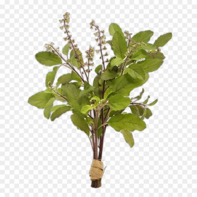 Tulsi, Holy Basil, Medicinal Herb, Sacred Plant, Aromatic Leaves, Ayurvedic Remedies, Religious Significance, Tea Infusions, Health Benefits, Worship And Rituals