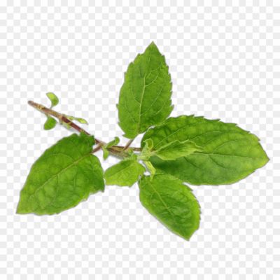 Tulsi, Holy Basil, Medicinal Herb, Sacred Plant, Aromatic Leaves, Ayurvedic Remedies, Religious Significance, Tea Infusions, Health Benefits, Worship And Rituals