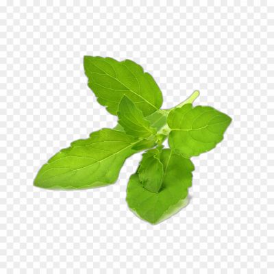 Tulsi, Holy Basil, Medicinal Herb, Sacred Plant, Aromatic Leaves, Ayurvedic Remedies, Religious Significance, Tea Infusions, Health Benefits, Worship And Rituals