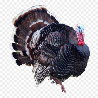 Turkeys-PNG-Free-File-Download.png