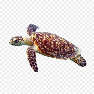 Turtle-Download-Free-PNG-KFPD2H1R.png