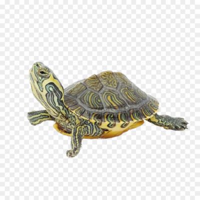Turtle-PNG-Clipart-Background-GXH26B5E.png