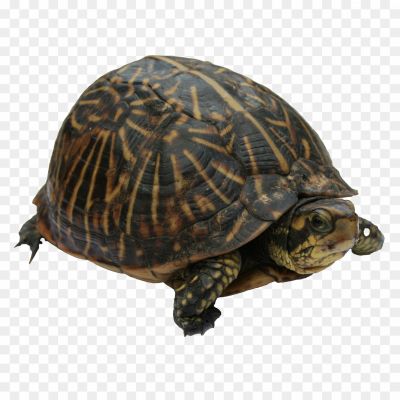 Turtle-PNG-Free-File-Download-TAUO06XK.png