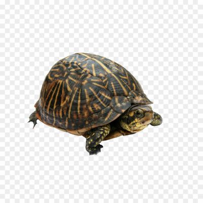 Turtle-PNG-Images-HD-37RTFH3K.png