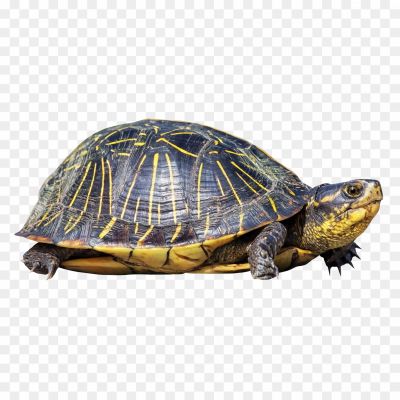 Turtle-PNG-Photo-Image-PVKPXV03.png