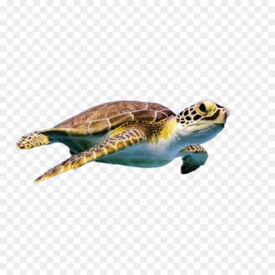 Turtle-PNG-Photos-B2TFNS0W.png