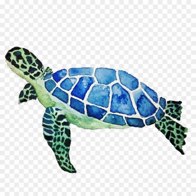 Turtle-Transparent-Background-K7IU0JT0.png