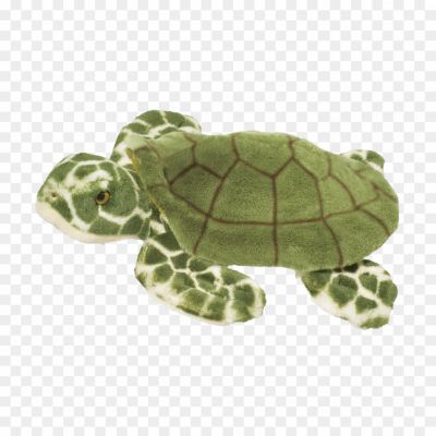 Turtle-Transparent-File-82H7EXSA.png