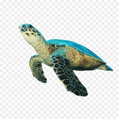 Turtle-Transparent-Free-PNG-GV42N75Y.png PNG Images Icons and Vector Files - pngsource