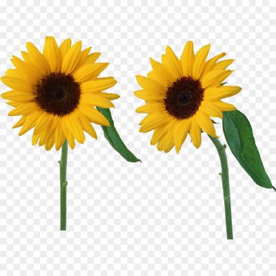 Two-Sunflowers-PNG-HD-Quality-69OQ3SVN.png