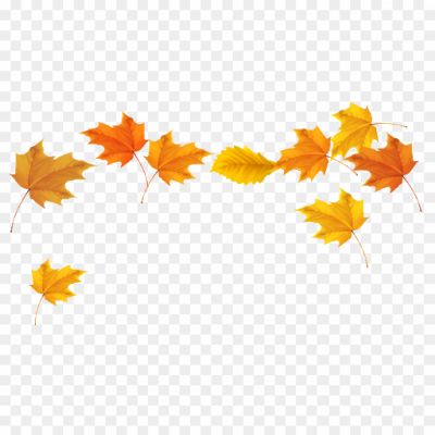 Autumn Leaf, Leaf PNG, Autumn Leaf Silhouette, Fall Leaf, Colorful Leaf, Leaf Pile, Leaf Texture, Leaf Pattern, Maple Leaf, Oak Leaf, Elm Leaf, Birch Leaf, Aspen Leaf, Leaf Decoration, Leaf Art, Leaf Design, Leaf Illustration, Leaf Photography