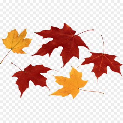 Sycamore, Leaves, Tree, Foliage, Autumn, Deciduous, Broad Leaves, Serrated Edges, Veined, Green, Changing Colors, Fall, Nature, Botanical, Outdoor, Canopy, Shade, Sycamore Tree, Leaf Shape, Leaf Structure, Leaf Veins, Textured, Seasonal, Vibrant, Natural Beauty.