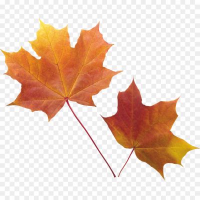 Sycamore, Leaves, Tree, Foliage, Autumn, Deciduous, Broad Leaves, Serrated Edges, Veined, Green, Changing Colors, Fall, Nature, Botanical, Outdoor, Canopy, Shade, Sycamore Tree, Leaf Shape, Leaf Structure, Leaf Veins, Textured, Seasonal, Vibrant, Natural Beauty.