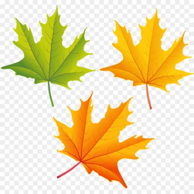 Sycamore, Leaves, Tree, Foliage, Autumn, Deciduous, Broad Leaves, Serrated Edges, Veined, Green, Changing Colors, Fall, Nature, Botanical, Outdoor, Canopy, Shade, Sycamore Tree, Leaf Shape, Leaf Structure, Leaf Veins, Textured, Seasonal, Vibrant, Natural Beauty.