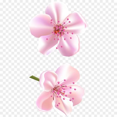 Vector-Blossom-Flower-Transparent-PNG-41R36JMO.png