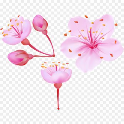 Vector-Cherry-Blossom-Flower-Transparent-PNG-8GMGW4X0.png