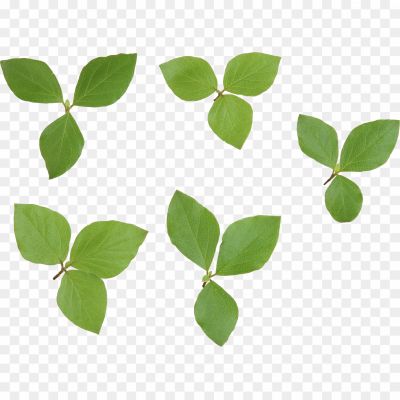 Vector-Green-Leafs-PNG-Transparent-Image-Pngsource-7A0MMVSW.png