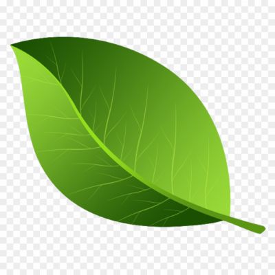 Vector-Green-Leafs-Transparent-Background-Pngsource-SIMOZGP2.png