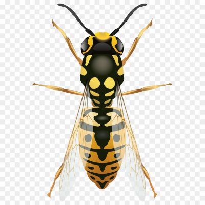 Wasp-Insect-Background-PNG-Clip-Art-GXIJOM3U.png