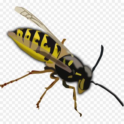 Wasp-Insect-Background-PNG-Clip-Art-Image-BXXFKIRR.png