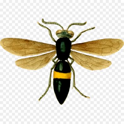 Wasp-Insect-No-Background-Clip-Art-I081A4TL.png