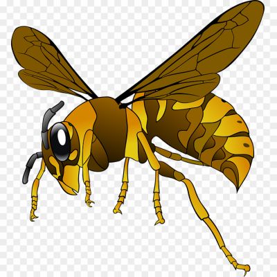 Wasp-Insect-PNG-HD-Images-ANYYW9DN.png