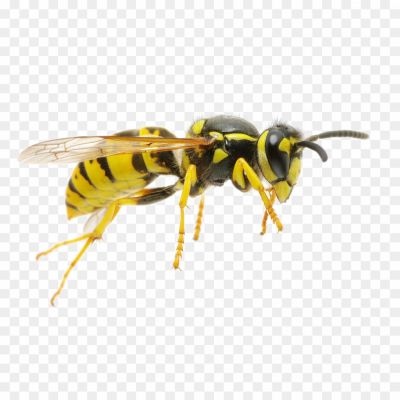  Insect, Stinger, Flying, Nest, Aggressive, Yellow, Black, Wasp Waist, Venomous, Pollinator, Social, Colony, Wings, Predator, Territorial, Buzzing, Foraging, Scavenger, Deterrent, Beneficial, Garden.