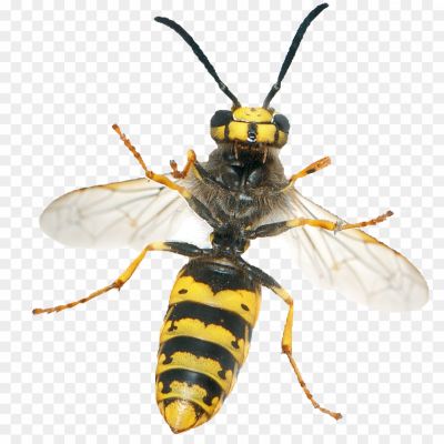  Insect, Stinger, Flying, Nest, Aggressive, Yellow, Black, Wasp Waist, Venomous, Pollinator, Social, Colony, Wings, Predator, Territorial, Buzzing, Foraging, Scavenger, Deterrent, Beneficial, Garden.