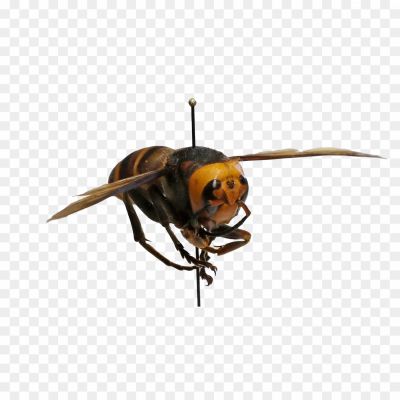  Insect, Stinger, Flying, Nest, Aggressive, Yellow, Black, Wasp Waist, Venomous, Pollinator, Social, Colony, Wings, Predator, Territorial, Buzzing, Foraging, Scavenger, Deterrent, Beneficial, Garden.