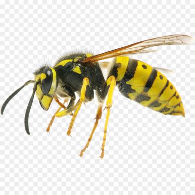  Insect, Stinger, Flying, Nest, Aggressive, Yellow, Black, Wasp Waist, Venomous, Pollinator, Social, Colony, Wings, Predator, Territorial, Buzzing, Foraging, Scavenger, Deterrent, Beneficial, Garden.