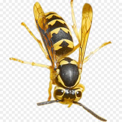  Insect, Stinger, Flying, Nest, Aggressive, Yellow, Black, Wasp Waist, Venomous, Pollinator, Social, Colony, Wings, Predator, Territorial, Buzzing, Foraging, Scavenger, Deterrent, Beneficial, Garden.