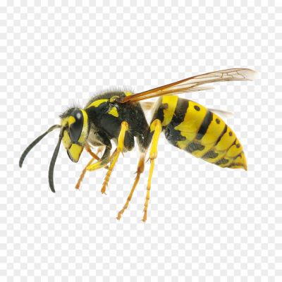  Insect, Stinger, Flying, Nest, Aggressive, Yellow, Black, Wasp Waist, Venomous, Pollinator, Social, Colony, Wings, Predator, Territorial, Buzzing, Foraging, Scavenger, Deterrent, Beneficial, Garden.