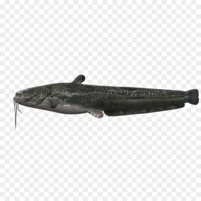 Wels-Catfish-PNG-Clipart-Background-AHNLE5PY.png