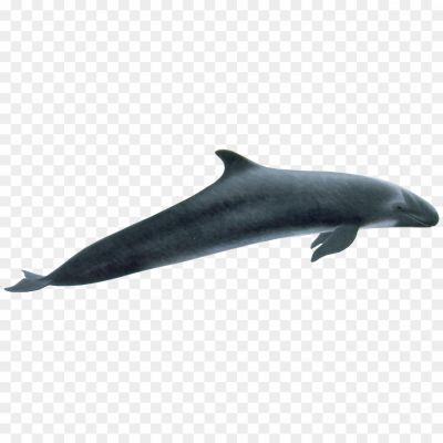 Whale-Background-PNG-Clip-Art-GHUOYOND.png