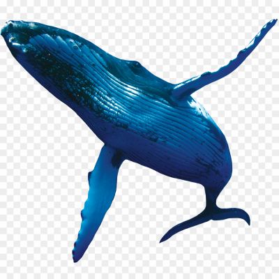 Whale-Background-PNG-Clip-Art-Image-C77H3PMM.png