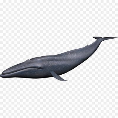 Whale-Background-PNG-Image-GNGVRL6K.png